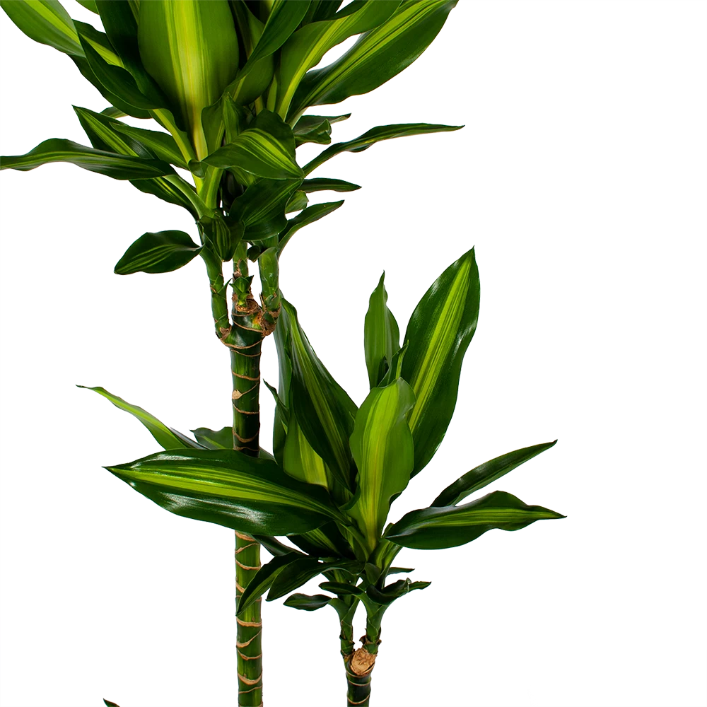 Dracaena Cintho - Op Stam - Drakenbloedboom - P27 H150 - Kamerplant 4 Dracaena Cintho - Op Stam - Drakenbloedboom - P27 H150 - Kamerplant - Afbeelding 2