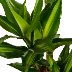 Dracaena Cintho - Op Stam - Drakenbloedboom - P27 H150 - Kamerplant 8 Dracaena Cintho - Op Stam - Drakenbloedboom - P27 H150 - Kamerplant -Woondecoratie Kortingen dracaena cintho op stam drakenbloedboom p27 h150 6 1