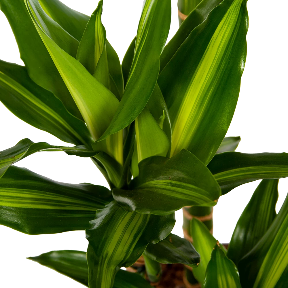 Dracaena Cintho - Op Stam - Drakenbloedboom - P27 H150 - Kamerplant 5 Dracaena Cintho - Op Stam - Drakenbloedboom - P27 H150 - Kamerplant - Afbeelding 3