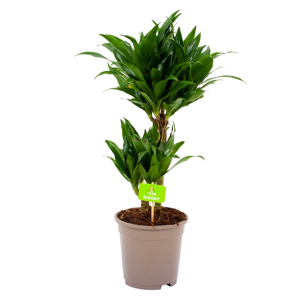 Dracaena Compacta - Op Stam - Drakenbloedboom - P17 H55 - Kamerplant 3 Dracaena Compacta - Op Stam - Drakenbloedboom - P17 H55 - Kamerplant