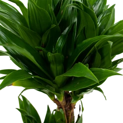 Dracaena Compacta - Op Stam - Drakenbloedboom - P17 H55 - Kamerplant 6 Dracaena Compacta - Op Stam - Drakenbloedboom - P17 H55 - Kamerplant -Woondecoratie Kortingen dracaena compacta drakenbloedboom p17 h55 5