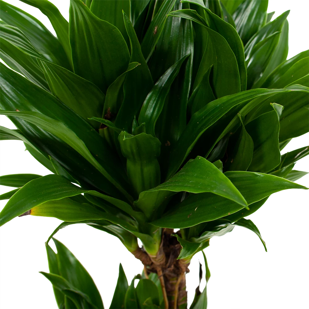 Dracaena Compacta - Op Stam - Drakenbloedboom - P17 H55 - Kamerplant 4 Dracaena Compacta - Op Stam - Drakenbloedboom - P17 H55 - Kamerplant - Afbeelding 2
