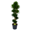 Dracaena Compacta - Vertakt - Drakenbloedboom - P34 H170 - Kamerplant 2 Dracaena Compacta - Vertakt - Drakenbloedboom - P34 H170 - Kamerplant -Woondecoratie Kortingen dracaena compacta vertakt drakenbloedboom p34 h170 1 1