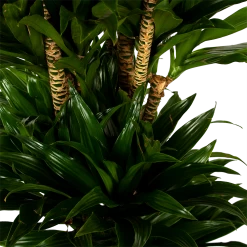 Dracaena Compacta - Vertakt - Drakenbloedboom - P34 H170 - Kamerplant -Woondecoratie Kortingen dracaena compacta vertakt drakenbloedboom p34 h170 5 1