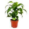 Dracaena Dorado - Drakenbloedboom - P17 H55 - Kamerplant 2 Dracaena Dorado - Drakenbloedboom - P17 H55 - Kamerplant -Woondecoratie Kortingen dracaena dorado drakenbloedboom p17 h55 4