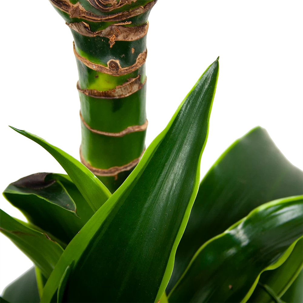 Dracaena Dorado - Op Stam - Drakenbloedboom - P21 H100 - Kamerplant 4 Dracaena Dorado - Op Stam - Drakenbloedboom - P21 H100 - Kamerplant - Afbeelding 2