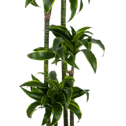 Dracaena Dorado - Op Stam - Drakenbloedboom - P27 H180 - Kamerplant 7 Dracaena Dorado - Op Stam - Drakenbloedboom - P27 H180 - Kamerplant -Woondecoratie Kortingen dracaena dorado op stam drakenbloedboom p27 h180 kamerplant 2