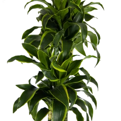 Dracaena Dorado - Op Stam - Drakenbloedboom - P27 H180 - Kamerplant 8 Dracaena Dorado - Op Stam - Drakenbloedboom - P27 H180 - Kamerplant -Woondecoratie Kortingen dracaena dorado op stam drakenbloedboom p27 h180 kamerplant 3