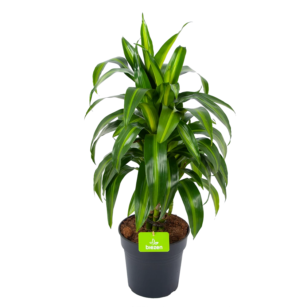 Dracaena Hawaiiana - Vertrakt - Drakenbloedboom - P21 H80 - Kamerplant 3 Dracaena Hawaiiana - Vertrakt - Drakenbloedboom - P21 H80 - Kamerplant