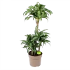 Dracaena Jade Jewel - Op Stam - Drakenbloedboom - P24 H100 - Kamerplant -Woondecoratie Kortingen dracaena jade jewel op stam drakenbloedboom p24 h100 1