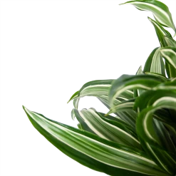Dracaena Jade Jewel - Op Stam - Drakenbloedboom - P24 H100 - Kamerplant -Woondecoratie Kortingen dracaena jade jewel op stam drakenbloedboom p24 h100 5
