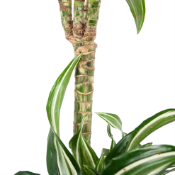 Dracaena Jade Jewel - Op Stam - Drakenbloedboom - P24 H100 - Kamerplant -Woondecoratie Kortingen dracaena jade jewel op stam drakenbloedboom p24 h100 6