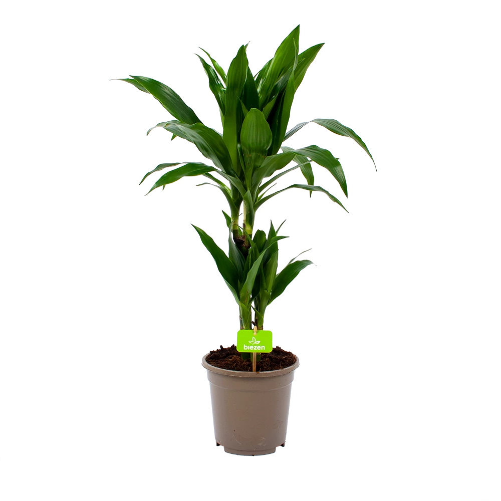 Dracaena Janet Craig - Op Stam - Drakenbloedboom - P17 H70 - Kamerplant 3 Dracaena Janet Craig - Op Stam - Drakenbloedboom - P17 H70 - Kamerplant
