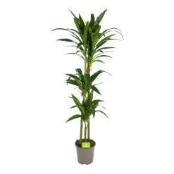 Dracaena Janet Craig - Op Stam - Drakenbloedboom - P24 H140 - Kamerplant