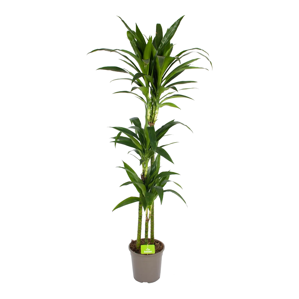 Dracaena Janet Craig - Op Stam - Drakenbloedboom - P24 H140 - Kamerplant 3 Dracaena Janet Craig - Op Stam - Drakenbloedboom - P24 H140 - Kamerplant