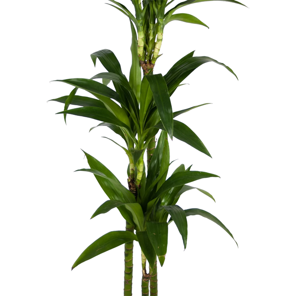 Dracaena Janet Craig - Op Stam - Drakenbloedboom - P24 H140 - Kamerplant 4 Dracaena Janet Craig - Op Stam - Drakenbloedboom - P24 H140 - Kamerplant - Afbeelding 2