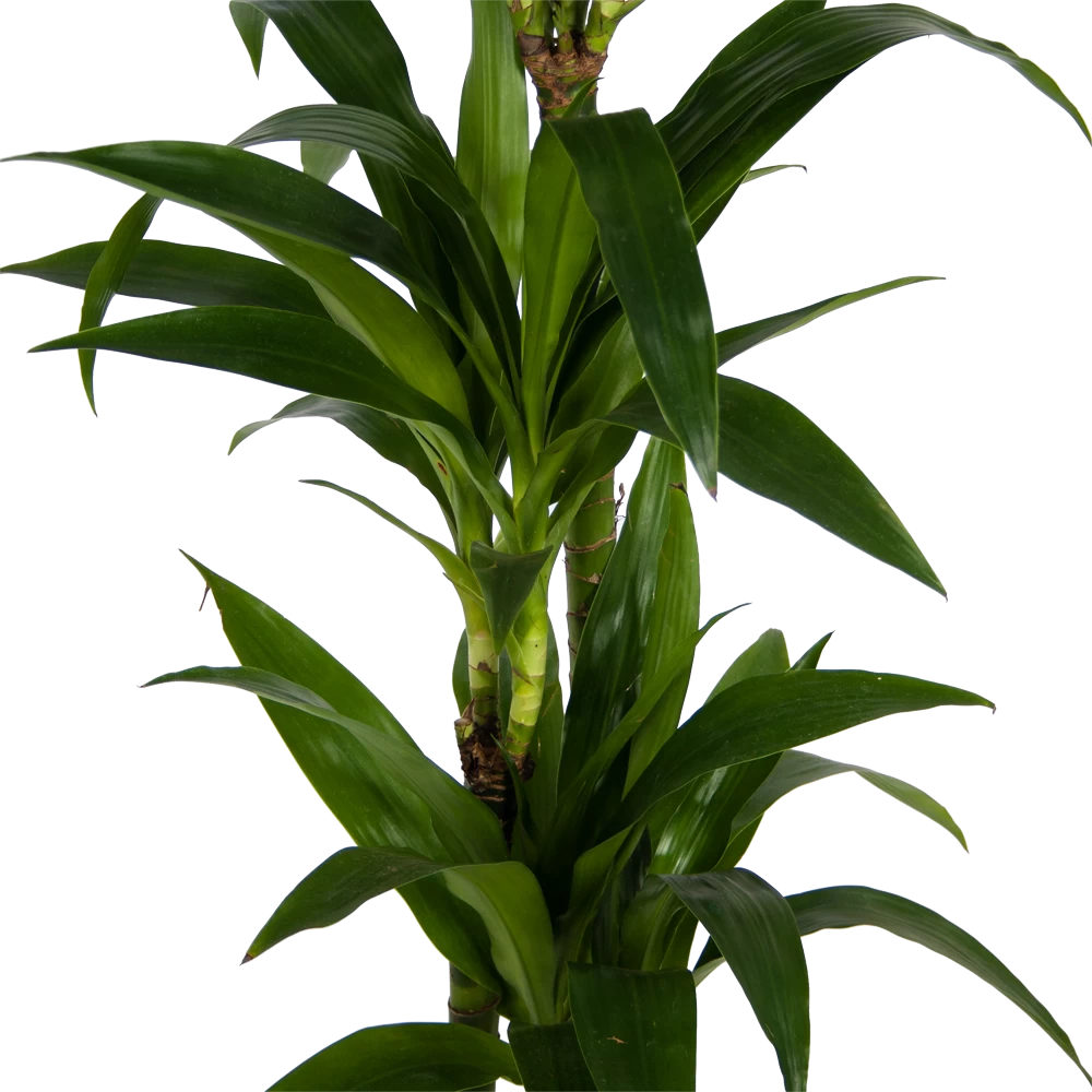 Dracaena Janet Craig - Op Stam - Drakenbloedboom - P24 H140 - Kamerplant 5 Dracaena Janet Craig - Op Stam - Drakenbloedboom - P24 H140 - Kamerplant - Afbeelding 3