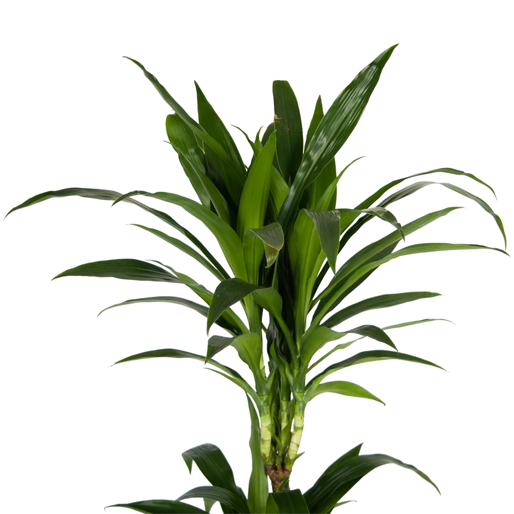 Dracaena Janet Craig - Op Stam - Drakenbloedboom - P24 H140 - Kamerplant 6 Dracaena Janet Craig - Op Stam - Drakenbloedboom - P24 H140 - Kamerplant - Afbeelding 4