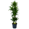 Dracaena Janet Craig - Op Stam - Drakenbloedboom - P34 H170 - Kamerplant -Woondecoratie Kortingen dracaena janet craig op stam drakenbloedboom p34 h170 1 1