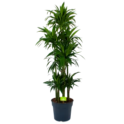 Dracaena Janet Craig - Op Stam - Drakenbloedboom - P34 H170 - Kamerplant