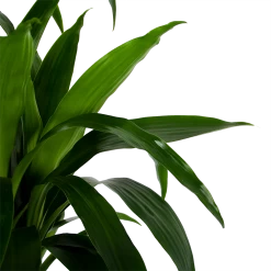Dracaena Janet Craig - Op Stam - Drakenbloedboom - P34 H170 - Kamerplant -Woondecoratie Kortingen dracaena janet craig op stam drakenbloedboom p34 h170 6 1