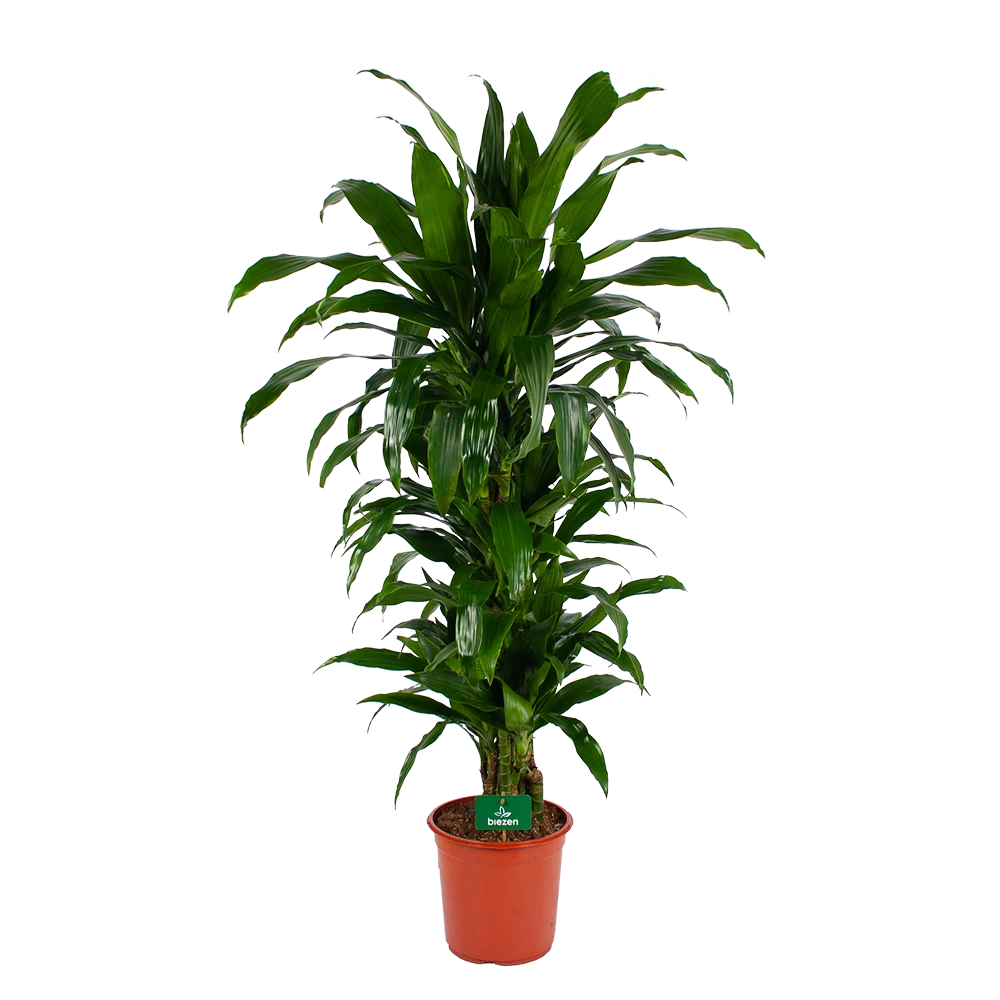 Dracaena Janet Craig - Vertrakt - Drakenbloedboom - P24 H110 - Kamerplant 3 Dracaena Janet Craig - Vertrakt - Drakenbloedboom - P24 H110 - Kamerplant