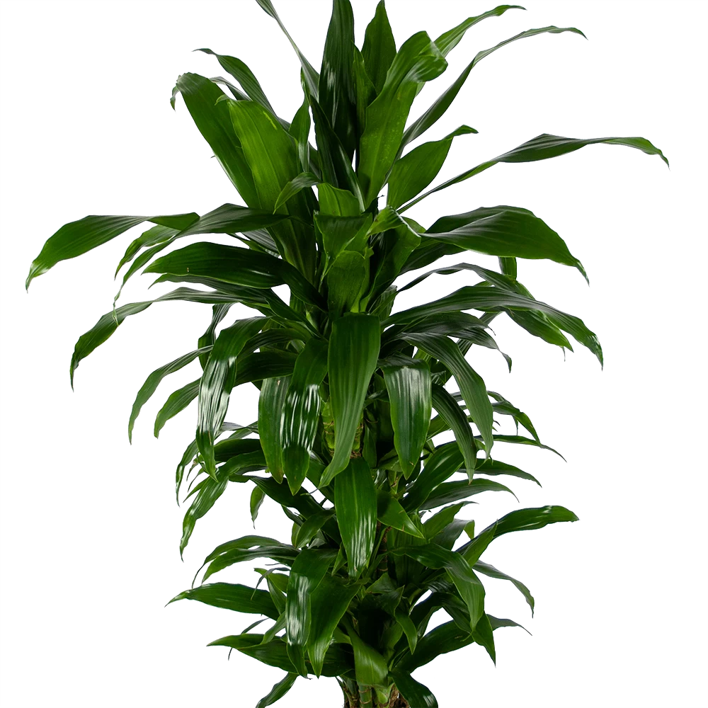 Dracaena Janet Craig - Vertrakt - Drakenbloedboom - P24 H110 - Kamerplant 4 Dracaena Janet Craig - Vertrakt - Drakenbloedboom - P24 H110 - Kamerplant - Afbeelding 2