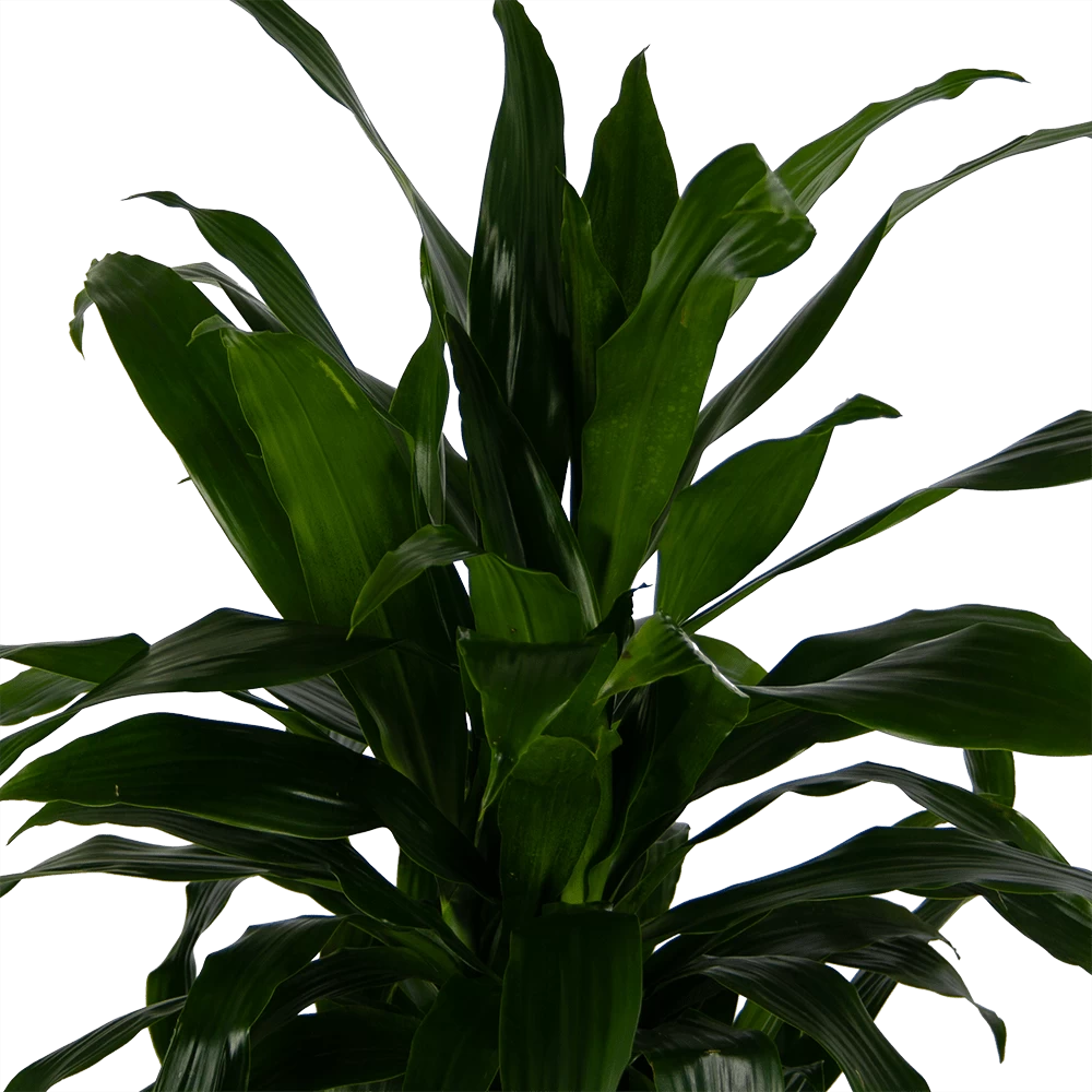 Dracaena Janet Craig - Vertrakt - Drakenbloedboom - P24 H110 - Kamerplant 5 Dracaena Janet Craig - Vertrakt - Drakenbloedboom - P24 H110 - Kamerplant - Afbeelding 3