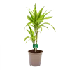 Dracaena Lemon Lime - Op Stam - Drakenbloedboom - P17 H65 - Kamerplant -Woondecoratie Kortingen dracaena lemon lime drakenbloedboom p17 h65 4