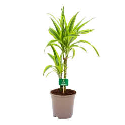 Dracaena Lemon Lime - Op Stam - Drakenbloedboom - P17 H65 - Kamerplant