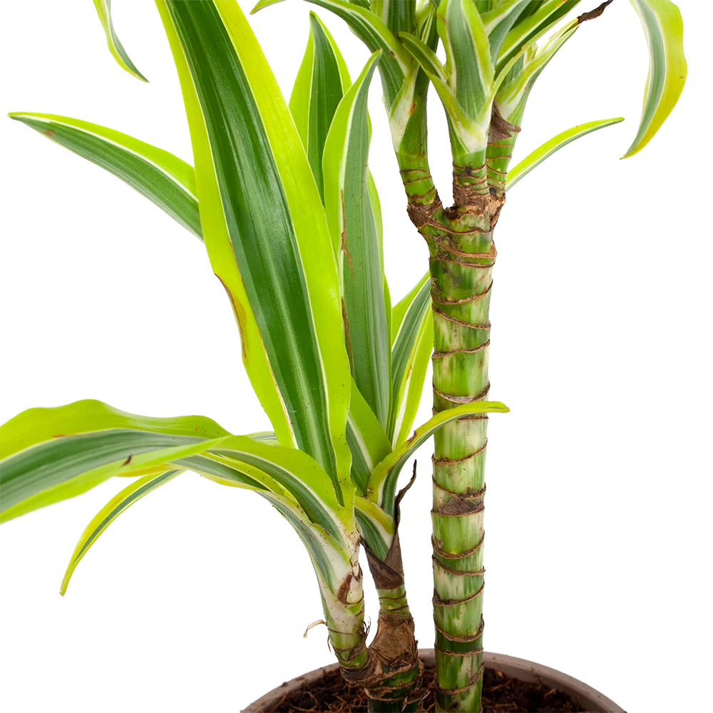 Dracaena Lemon Lime - Op Stam - Drakenbloedboom - P17 H65 - Kamerplant 4 Dracaena Lemon Lime - Op Stam - Drakenbloedboom - P17 H65 - Kamerplant - Afbeelding 2