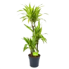 Dracaena Lemon Lime - Op Stam - Drakenbloedboom - P21 H100 - Kamerplant 2 Dracaena Lemon Lime - Op Stam - Drakenbloedboom - P21 H100 - Kamerplant -Woondecoratie Kortingen dracaena lemon lime op stam drakenbloedboom p21 h100 1 1
