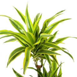Dracaena Lemon Lime - Op Stam - Drakenbloedboom - P21 H100 - Kamerplant -Woondecoratie Kortingen dracaena lemon lime op stam drakenbloedboom p21 h100 5 1
