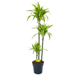 Dracaena Lemon Lime - Op Stam - Drakenbloedboom - P24 H150 - Kamerplant