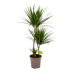 Dracaena Marginata Groen - Op Stam - Drakenbloedboom - P24 H120 - Kamerplant
