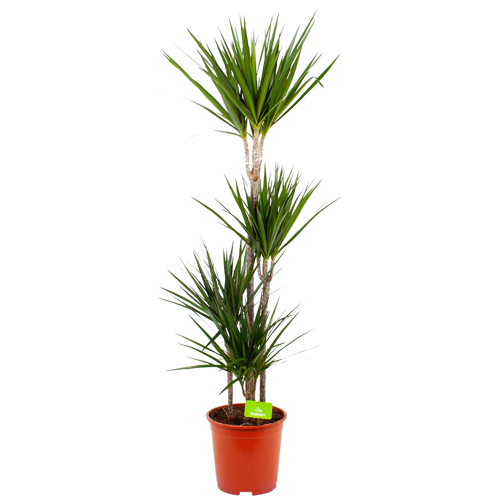 Dracaena Marginata Groen - Op Stam - Drakenbloedboom - P24 H150 - Kamerplant 3 Dracaena Marginata Groen - Op Stam - Drakenbloedboom - P24 H150 - Kamerplant