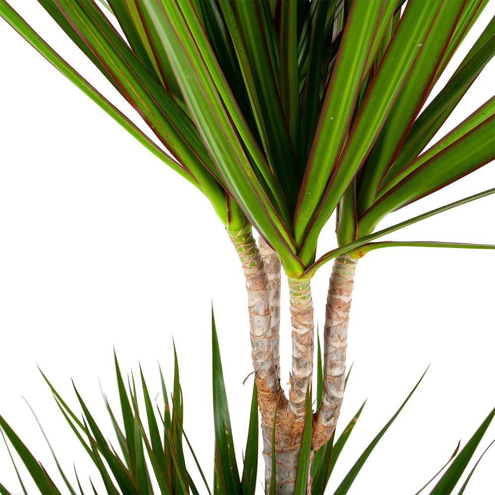 Dracaena Marginata Groen - Op Stam - Drakenbloedboom - P24 H150 - Kamerplant 4 Dracaena Marginata Groen - Op Stam - Drakenbloedboom - P24 H150 - Kamerplant - Afbeelding 2