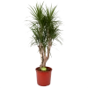 Dracaena Marginata Groen - Vertakt - Drakenbloedboom - P30 H140 - Kamerplant 1 Dracaena Marginata Groen - Vertakt - Drakenbloedboom - P30 H140 - Kamerplant -Woondecoratie Kortingen dracaena marginata groen vertakt drakenbloedboom p30 h140 1