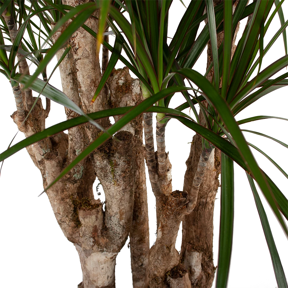 Dracaena Marginata Groen - Vertakt - Drakenbloedboom - P30 H140 - Kamerplant 4 Dracaena Marginata Groen - Vertakt - Drakenbloedboom - P30 H140 - Kamerplant - Afbeelding 2