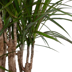 Dracaena Marginata Groen - Vertakt - Drakenbloedboom - P30 H140 - Kamerplant 8 Dracaena Marginata Groen - Vertakt - Drakenbloedboom - P30 H140 - Kamerplant -Woondecoratie Kortingen dracaena marginata groen vertakt drakenbloedboom p30 h140 6