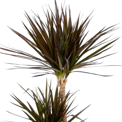 Dracaena Marginata Magenta - Op Stam - Drakenbloedboom - P24 H140 - Kamerplant 8 Dracaena Marginata Magenta - Op Stam - Drakenbloedboom - P24 H140 - Kamerplant -Woondecoratie Kortingen dracaena marginata magenta op stam drakenbloedboom p24 h140 kamerplant 4