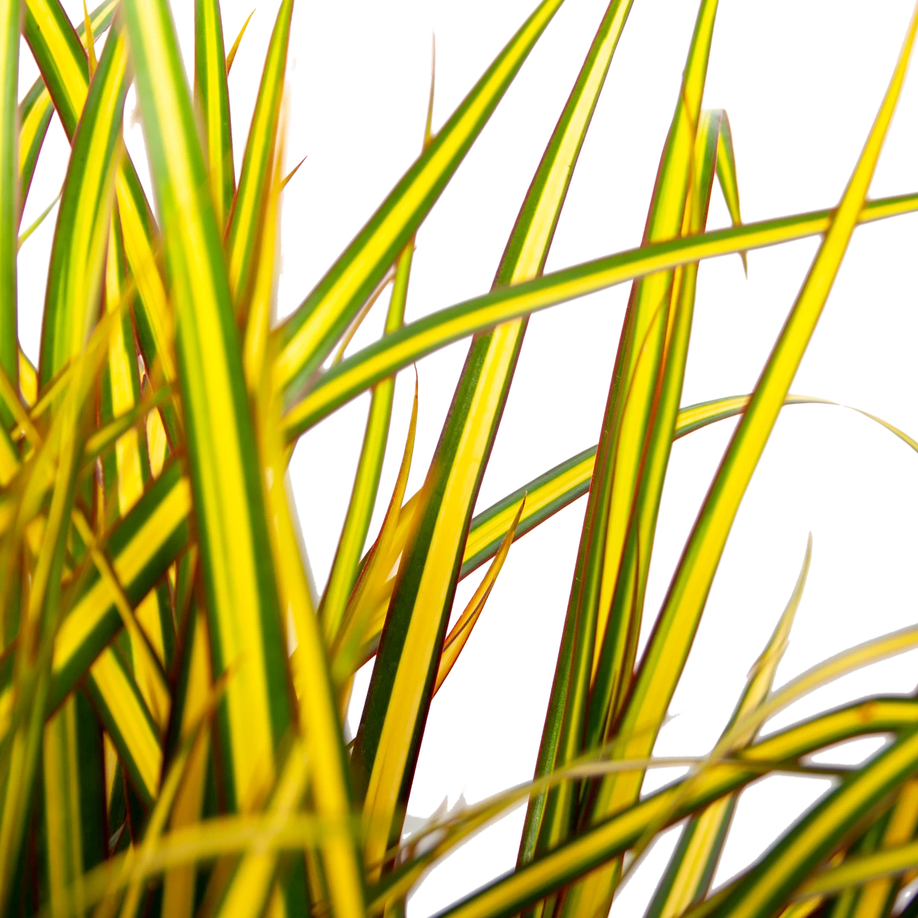 Dracaena Marginata Sunray - Op Stam - Drakenbloedboom - P21 H110 - Kamerplant 4 Dracaena Marginata Sunray - Op Stam - Drakenbloedboom - P21 H110 - Kamerplant - Afbeelding 2