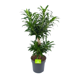 Dracaena Reflexa - Vertakt - Drakenbloedboom - P24 H90 - Kamerplant