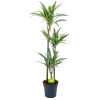 Dracaena White Stripe - Op Stam - Drakenbloedboom - P24 H150 - Kamerplant -Woondecoratie Kortingen dracaena white stripe op stam drakenbloedboom p24 h150 1 1