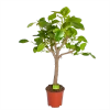 Ficus Altissima - Vertakt - P27 H130 - Kamerplant -Woondecoratie Kortingen ficus altissima vertakt p27 h130 1
