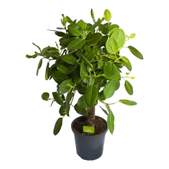 Ficus Benghalensis Audrey Op Stam - Groene Vijg - P31 H120 - Kamerplant