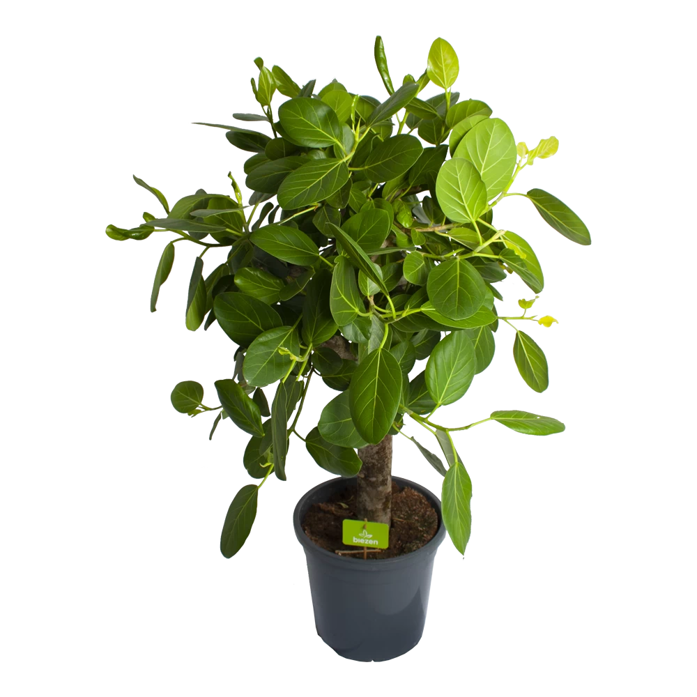 Ficus Benghalensis Audrey Op Stam - Groene Vijg - P31 H120 - Kamerplant 3 Ficus Benghalensis Audrey Op Stam - Groene Vijg - P31 H120 - Kamerplant