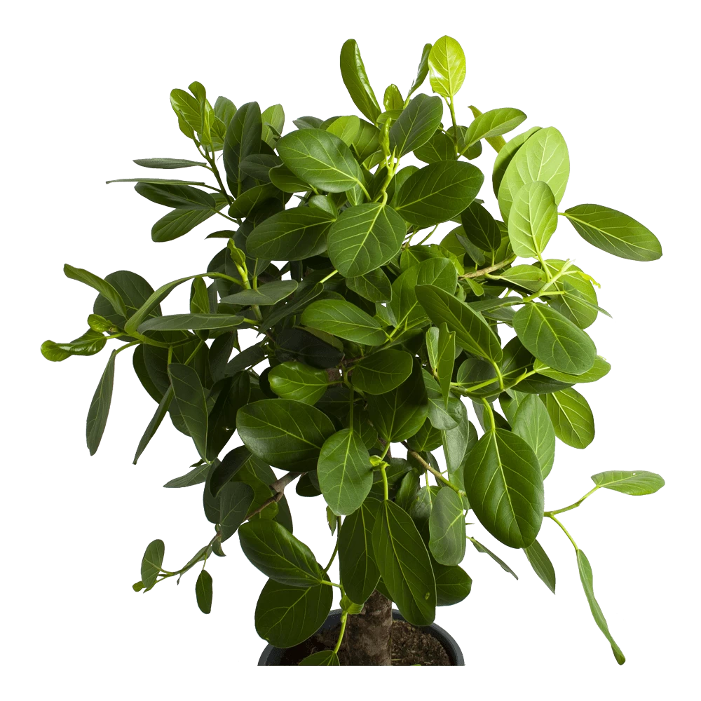 Ficus Benghalensis Audrey Op Stam - Groene Vijg - P31 H120 - Kamerplant 4 Ficus Benghalensis Audrey Op Stam - Groene Vijg - P31 H120 - Kamerplant - Afbeelding 2