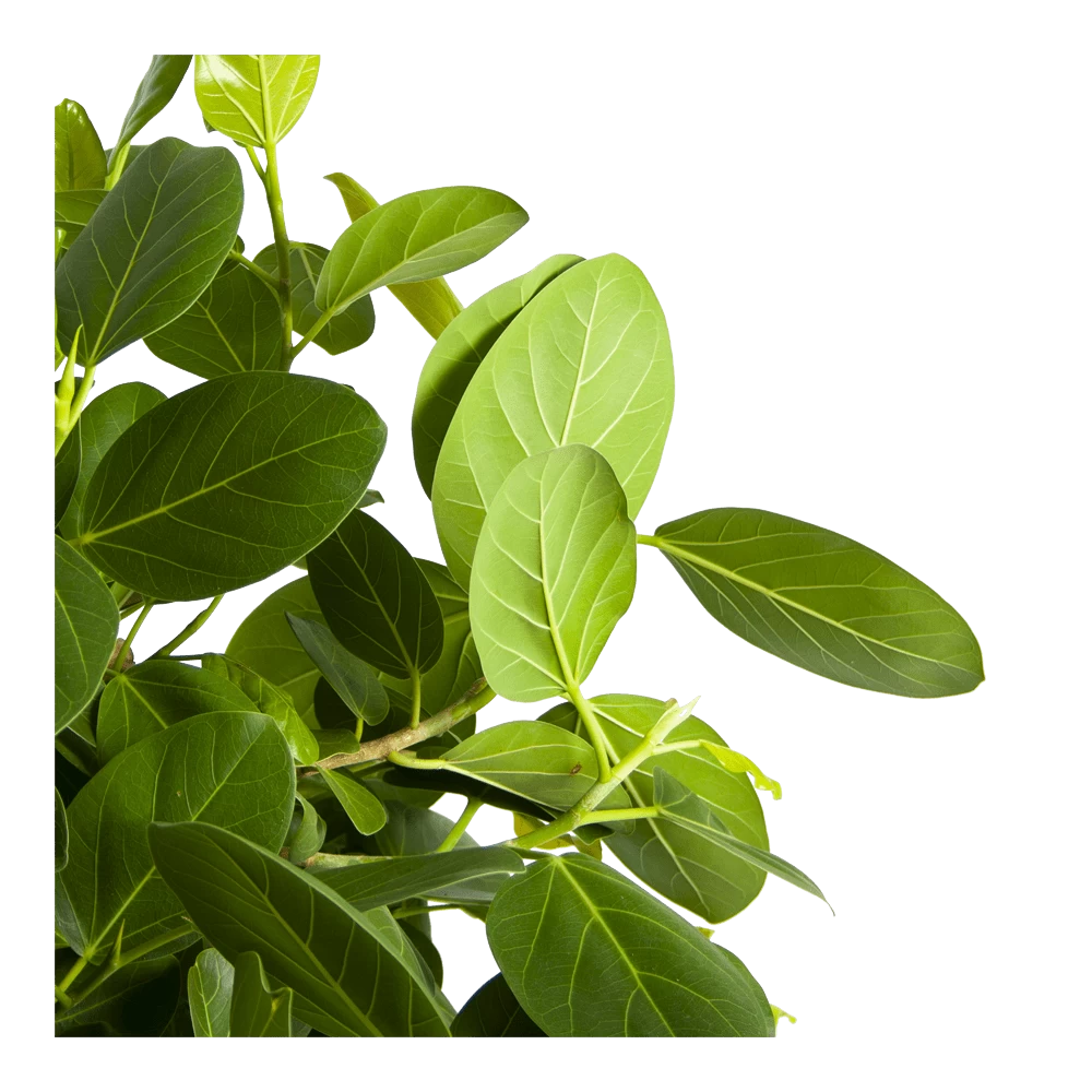 Ficus Benghalensis Audrey Op Stam - Groene Vijg - P31 H120 - Kamerplant 5 Ficus Benghalensis Audrey Op Stam - Groene Vijg - P31 H120 - Kamerplant - Afbeelding 3