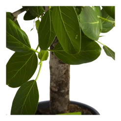 Ficus Benghalensis Audrey Op Stam - Groene Vijg - P31 H120 - Kamerplant 10 Ficus Benghalensis Audrey Op Stam - Groene Vijg - P31 H120 - Kamerplant -Woondecoratie Kortingen ficus benghalensis audrey op stam groene vijg p31 h120 4